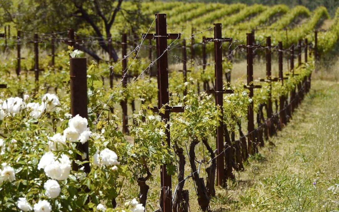 What Makes Howell Mountain Cabernet Sauvignon Different?